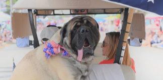 Sir Winston elected PAWS of Coronado’s Animal Mayor