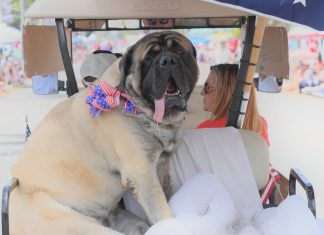 Sir Winston elected PAWS of Coronado’s Animal Mayor