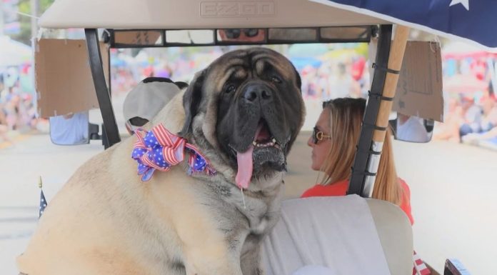 Sir Winston elected PAWS of Coronado’s Animal Mayor