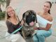 Donut holes, drool rags and wet dog zoomies: Q & A with Sir Winston, Coronado’s Animal Mayor