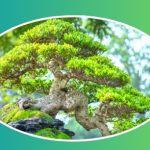 Bonsai