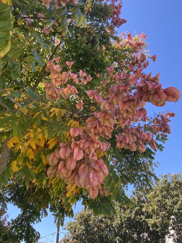 pods of Goldenrain tree pods of Goldenrain tree