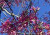 From orange and pink blooms to golden pods: Three trees to spot in Coronado this fall