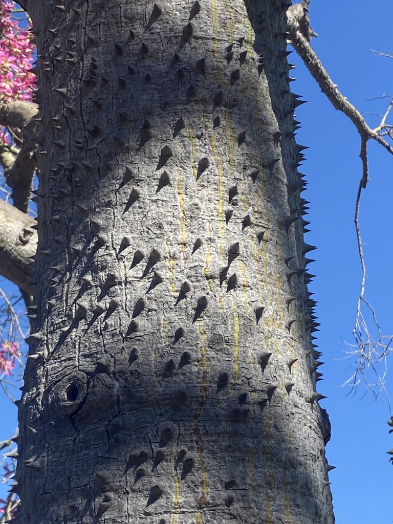 prickles on trunk of Silk Floss tree prickles on trunk of Silk Floss tree