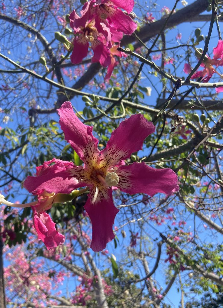 Flower of Silk Floss tree Flower of Silk Floss tree