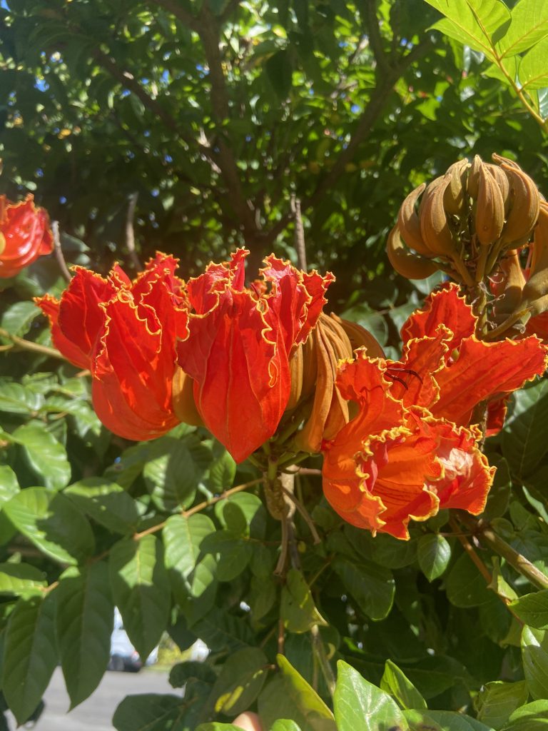 red flowers of African Tulip tree red flowers of African Tulip tree