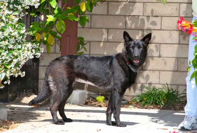 can a basenji and a german shepherd dog be friends