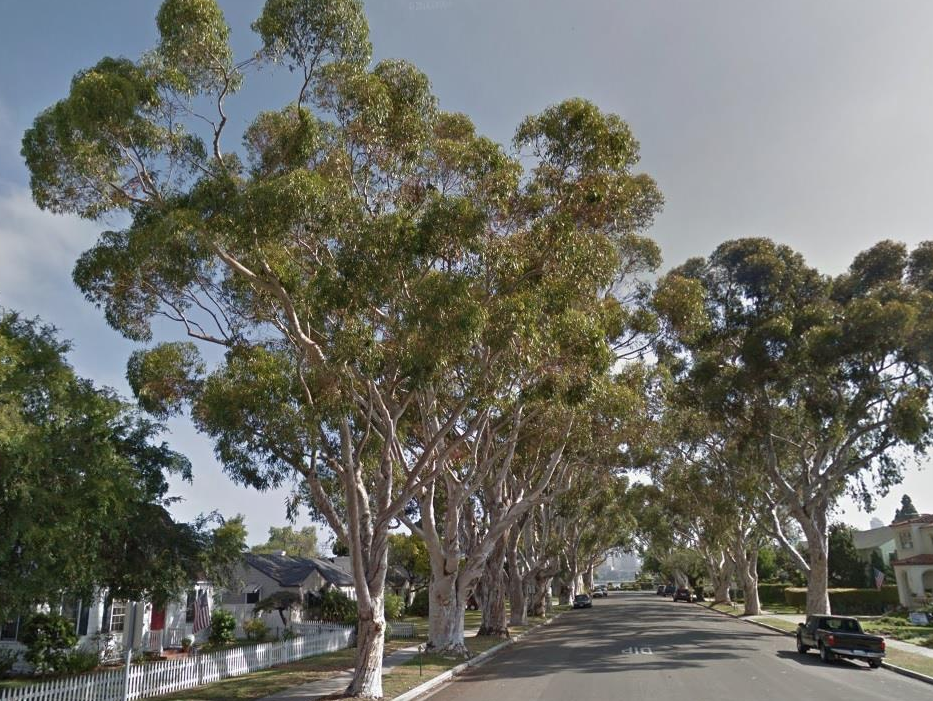 Eucalyptus trees 100 block E Avenue