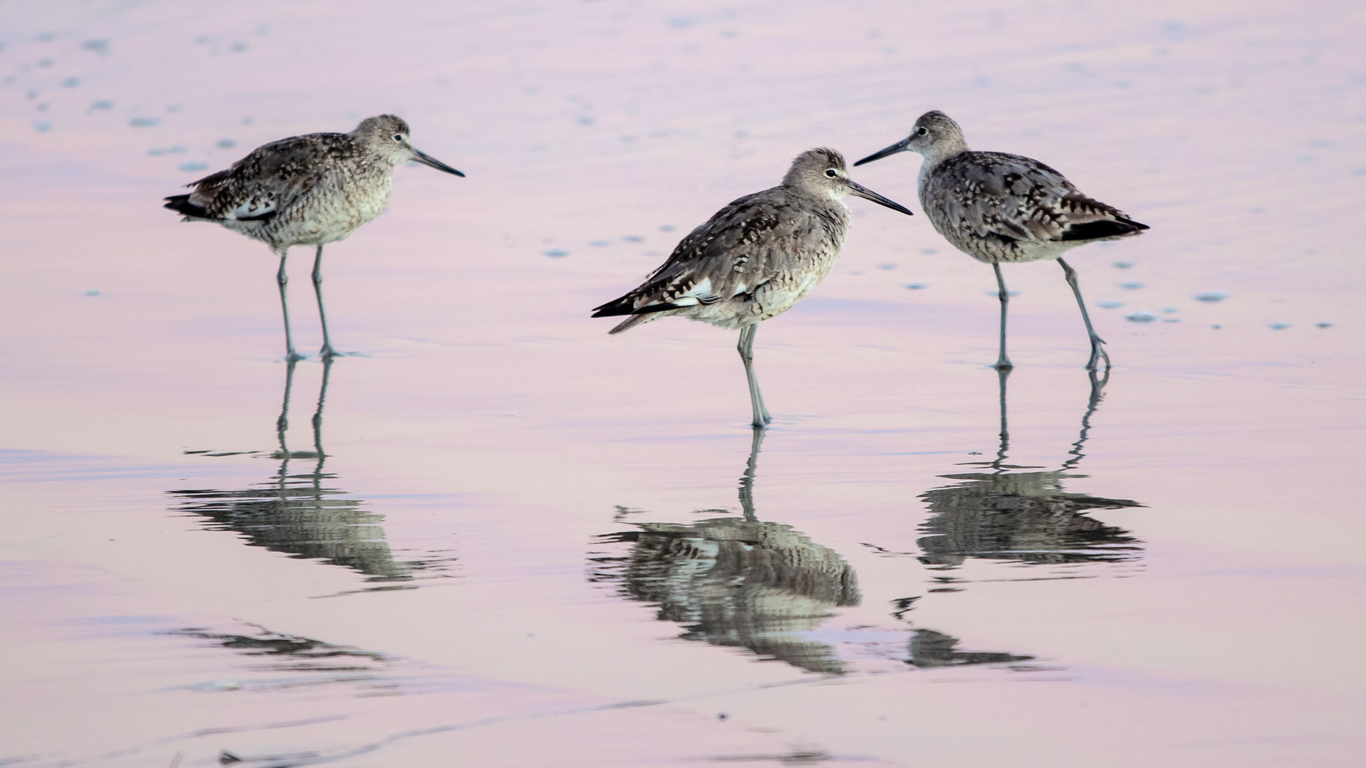 Sandpipers after Sunset #2