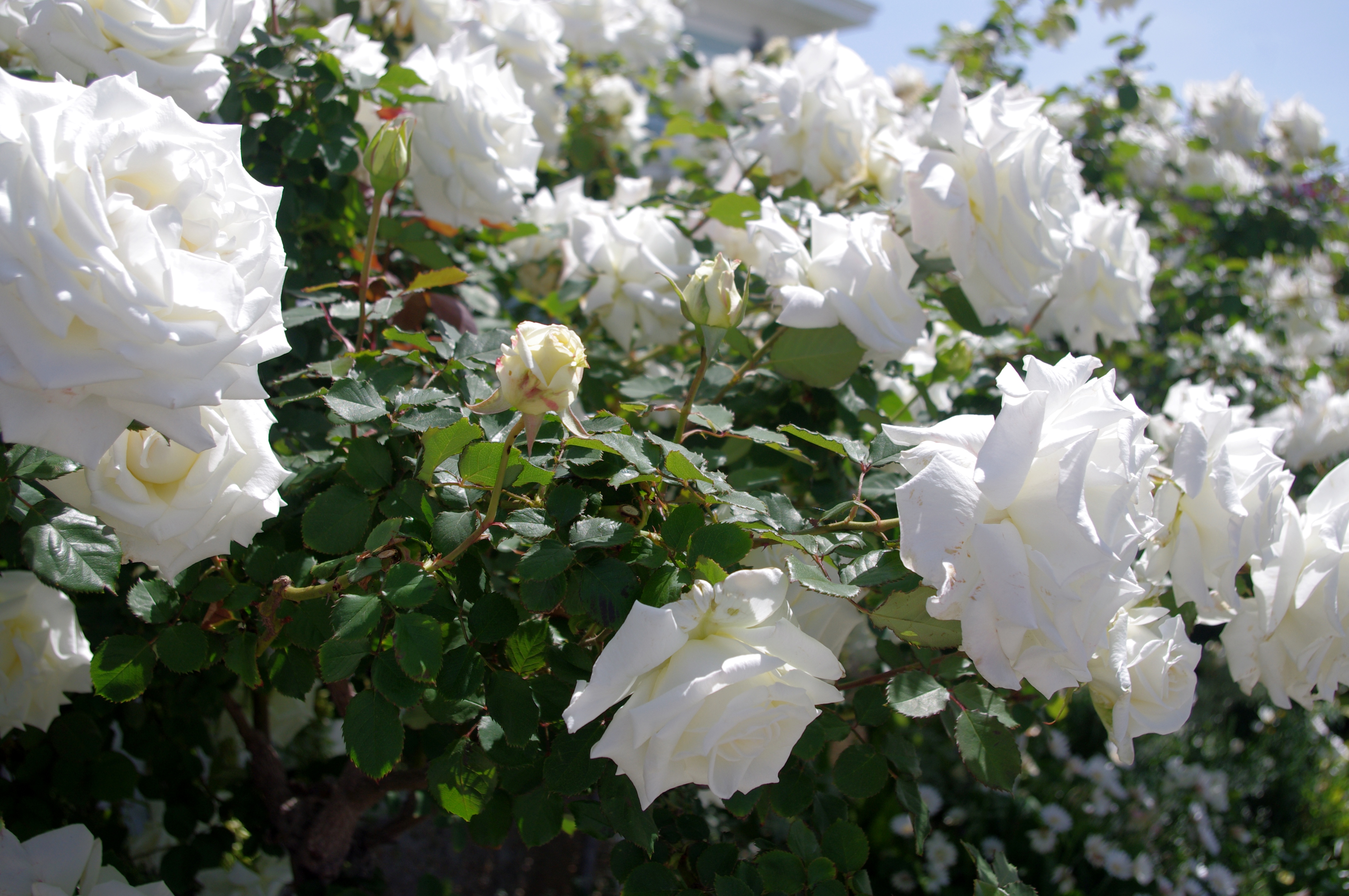 White roses in bloom - Coronado Times
