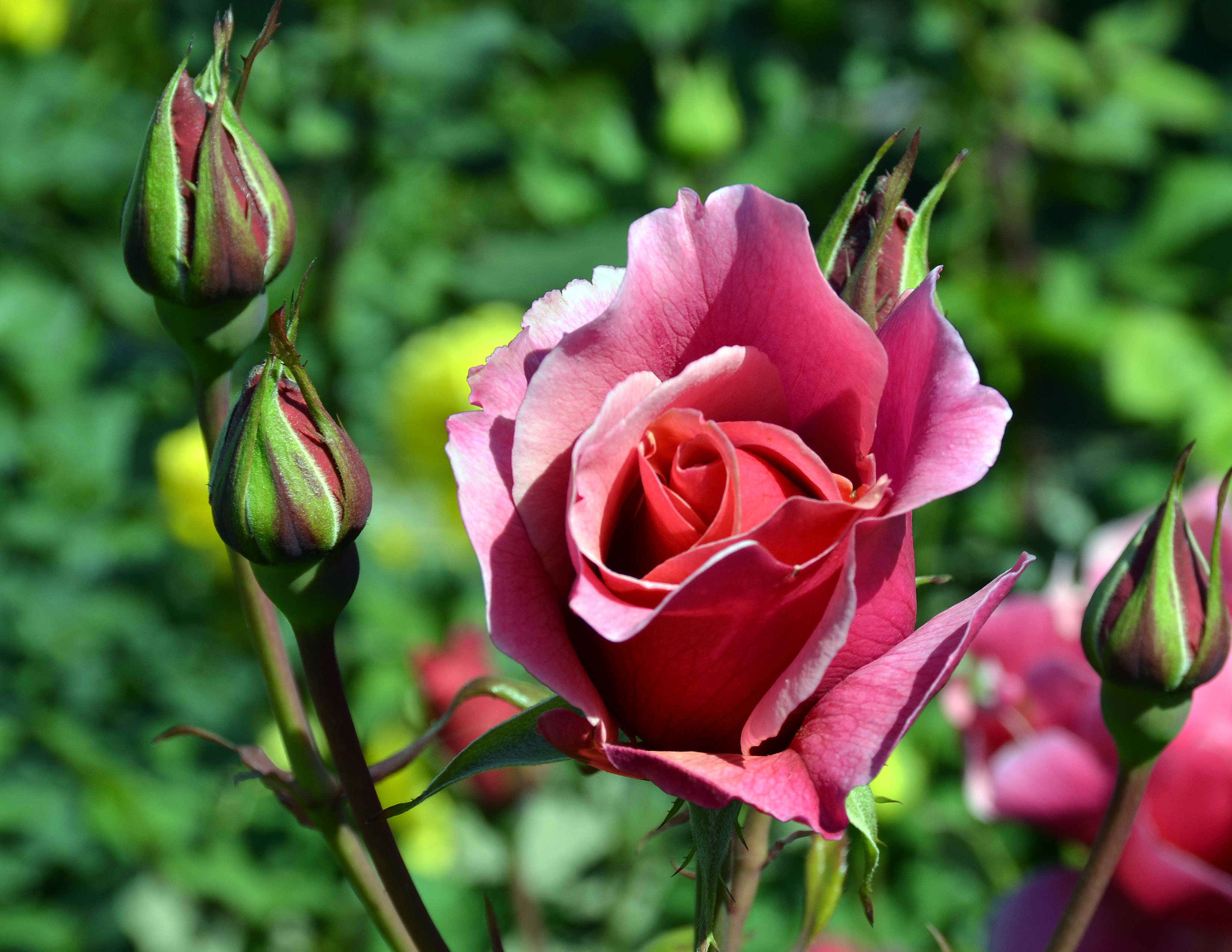 rose bud öâåò Rosebud morningdew - Oxilo