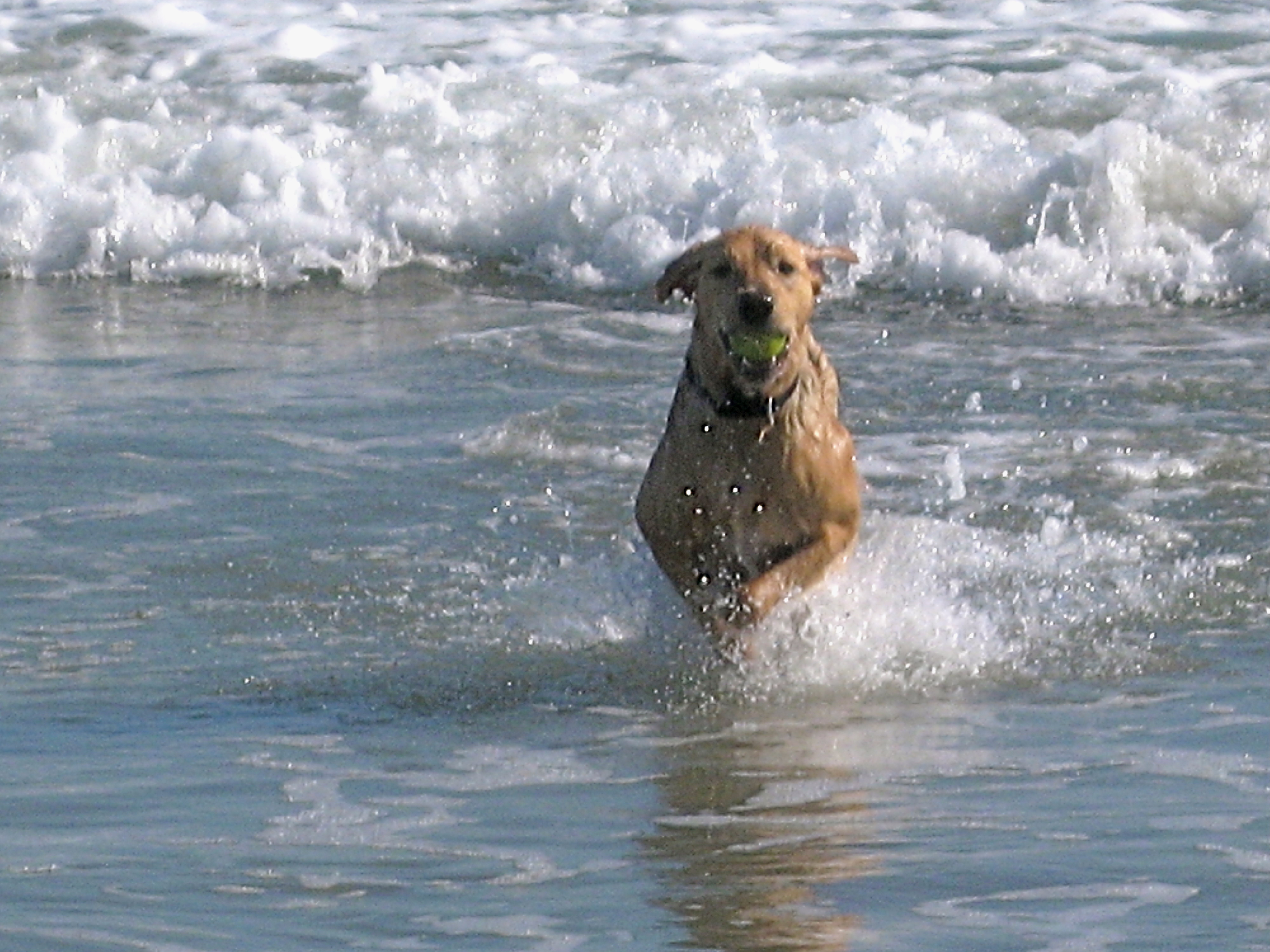 baywatch dog - Coronado Times